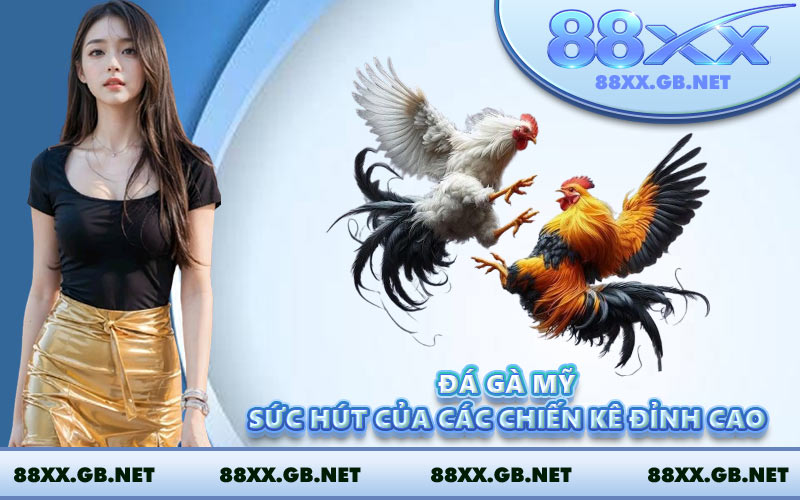 Đá Gà Mỹ - Sức Hút Của Các Chiến Kê Đỉnh Cao
